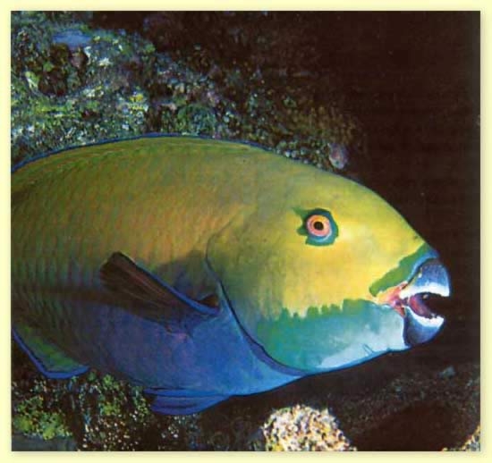 Red Sea colored fishes Red Sea colored fishes